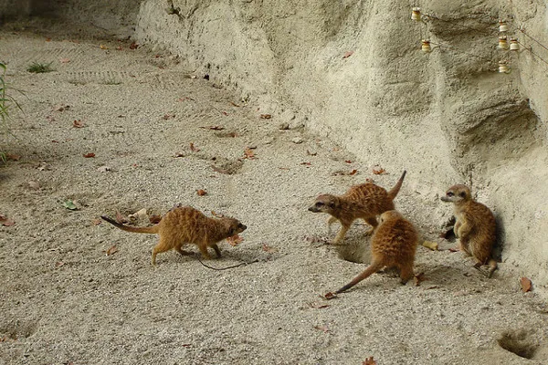 Zagrzeb | Mali mieszkańcy zoo