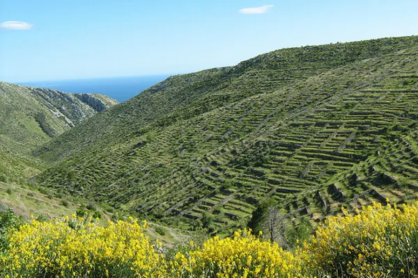 Chorwacja | Lawendowe pole na wyspie Hvar