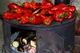 Ajvar (ajwar) – pasta warzywna