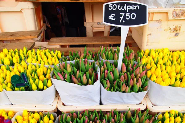 Holandia | Amsterdamskie tulipany Holandia | Amsterdamskie tulipany