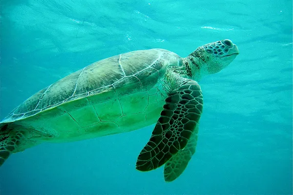 Chorwacja | W ramach aquarium działa Centrum Ratowania Żółwi Morskich Chorwacja | W ramach aquarium działa Centrum Ratowania Żółwi Morskich