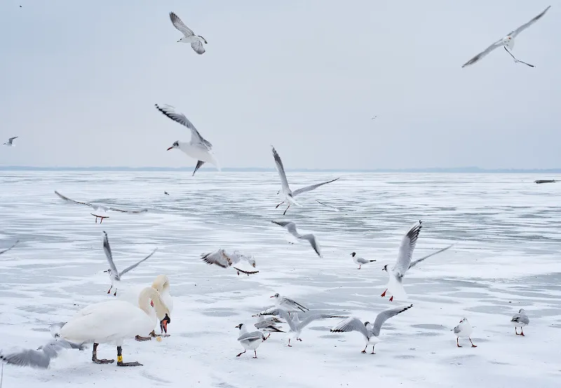 Balaton zimą Balaton zimą