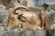 Park Narodowy Jebil: Sahara i fauna pustyni