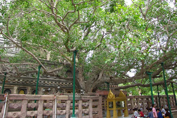 Indie | Bodh Gaya Indie | Bodh Gaya