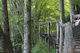 Chorwacja – świat roślinny