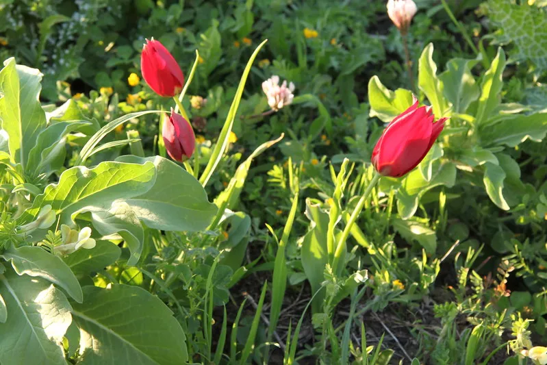 Cypr | Cypryjskie tulipany