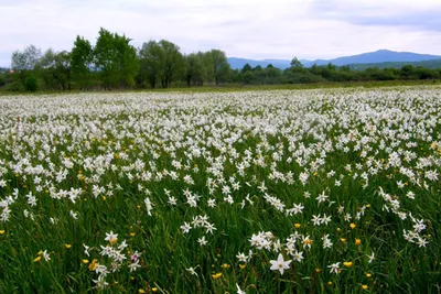 Dolina Narcyzów