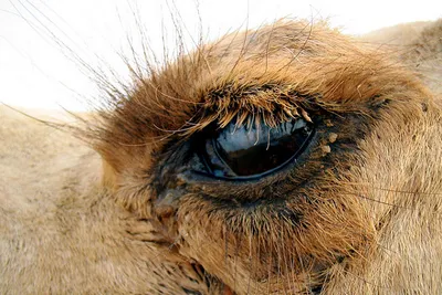 Fauna Dubaju