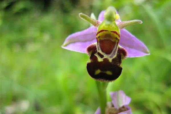 Cypr | Dwulistnik pszczeli (Bee Orchid; Ophrys apifera) – jeden z popularnych na Cyprze gatunków orchidei