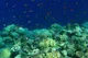 Nurkowanie w Egipcie: rafy, wraki i Blue Hole