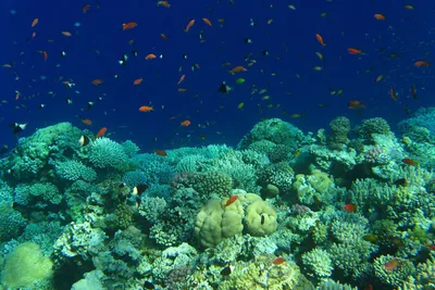 Nurkowanie w Egipcie: rafy, wraki i Blue Hole