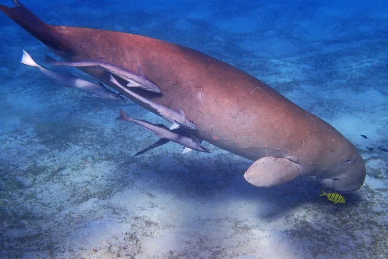 Egipt | Snorkeling jest najprostszą formą podziwiania podwodnego świata