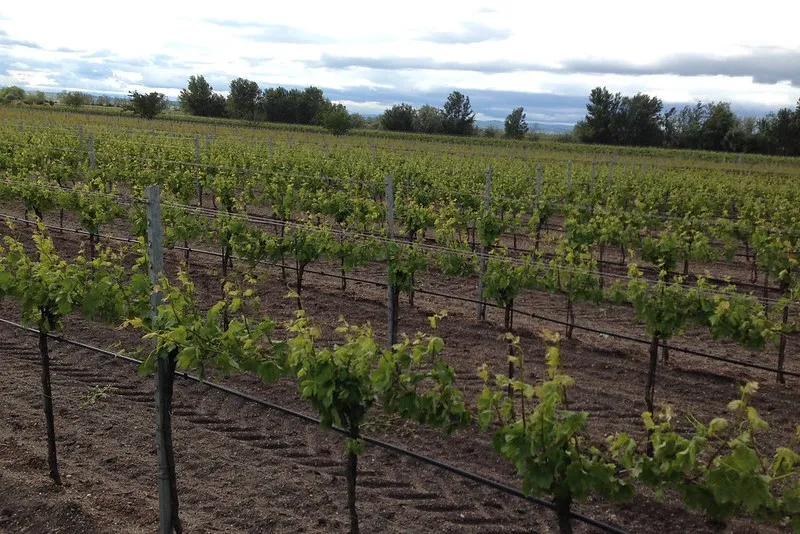 Austria | Winnice z regionu Burgenland 