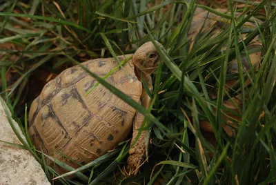 Chorwacja – świat zwierzęcy