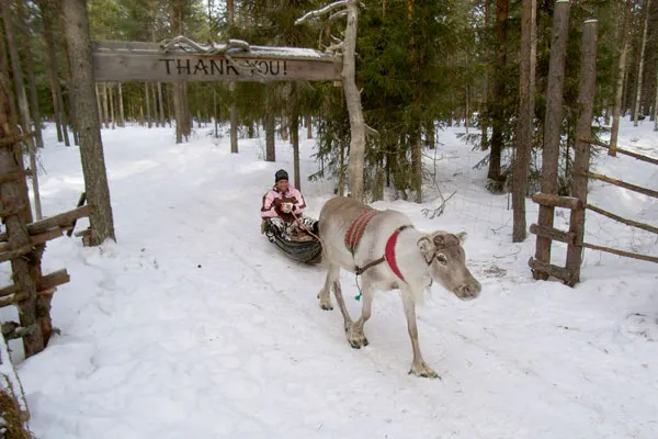 Finlandia | Finlandia to jedno z najbardziej wysuniętych na północ państw europejskich Finlandia | Finlandia to jedno z najbardziej wysuniętych na północ państw europejskich