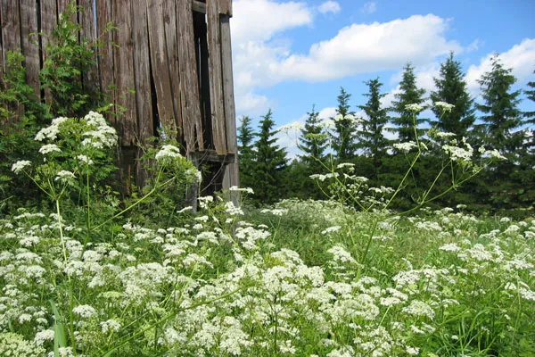 Finlandia | W czerwcu i w lipcu na południu kraju robi się naprawdę pięknie, a temperatura osiąga nawet 28°C Finlandia | W czerwcu i w lipcu na południu kraju robi się naprawdę pięknie, a temperatura osiąga nawet 28°C