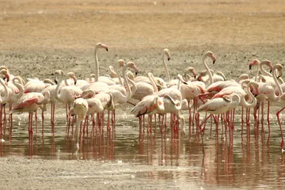 Ras al-Khor Wildlife Sanctuary