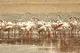 Ras al-Khor Wildlife Sanctuary