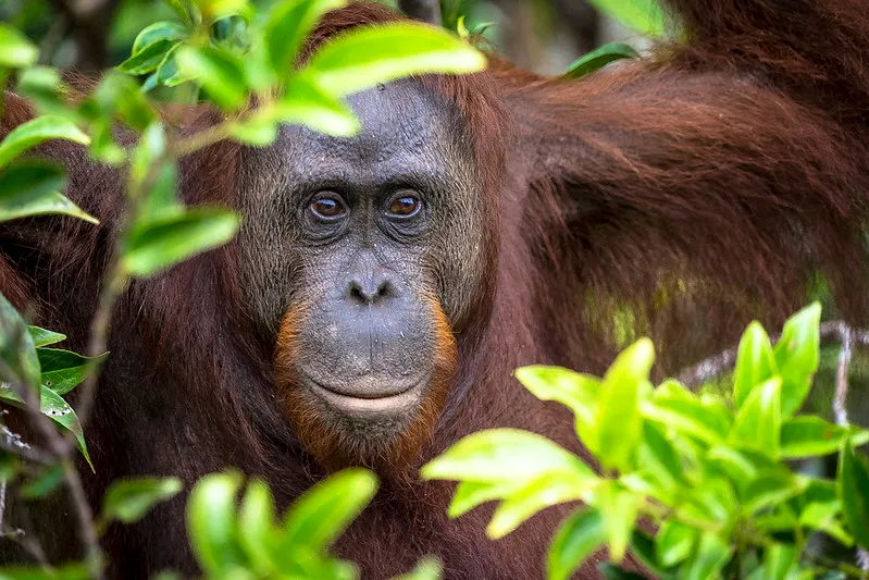 Indonezja | Mieszkaniec Indonezyjskich lasów deszczowych Indonezja | Mieszkaniec Indonezyjskich lasów deszczowych