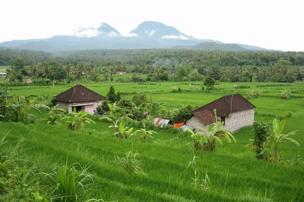 Indonezja | Krajobraz Indonezji współtworzą rozległe plantacje kawy i herbaty oraz tarasy ryżowych pól Indonezja | Krajobraz Indonezji współtworzą rozległe plantacje kawy i herbaty oraz tarasy ryżowych pól