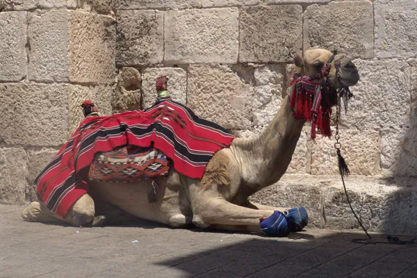 Izrael | Wypoczynek w cieniu przy Jaffa Gate (Jerozolima)