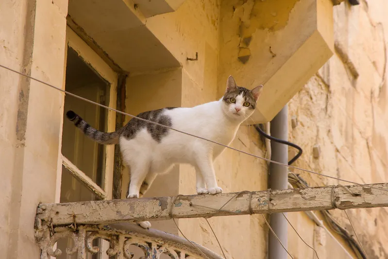 Malta | Malta |