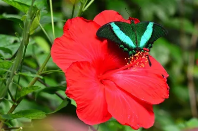 Karkade — szkarłatny napar z suszonych kielichów hibiskusa w szklanym dzbanie