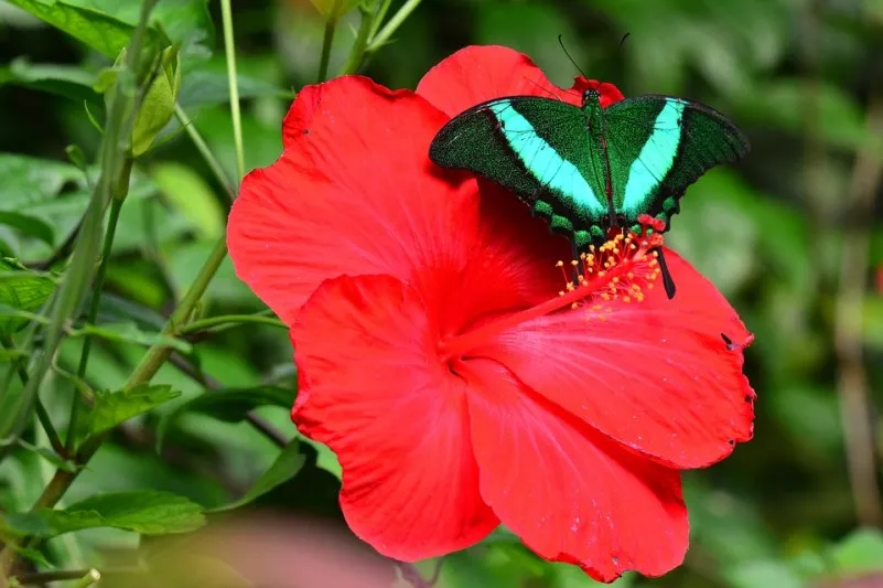 Egipt | Karkade to napar z kielichów hibiskusa o pięknym szkarłatnym kolorze