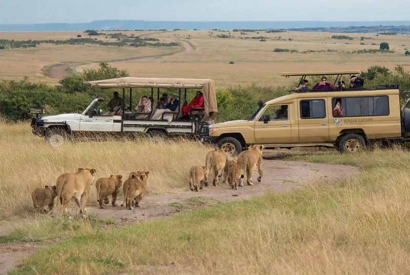 Kenia | Safari jest obowiązkowym punktem planu wycieczki do Kenii Kenia | Safari jest obowiązkowym punktem planu wycieczki do Kenii