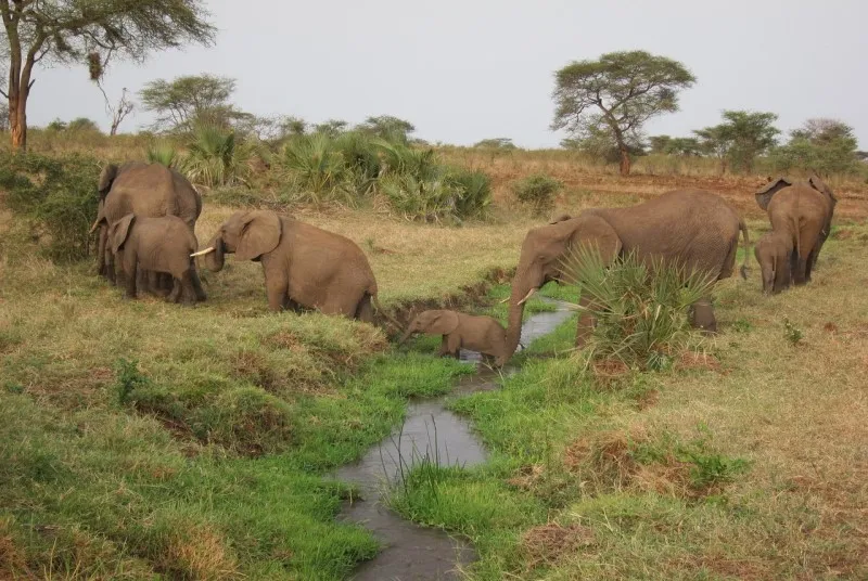 Kenia | Park Narodowy Meru Kenia | Park Narodowy Meru