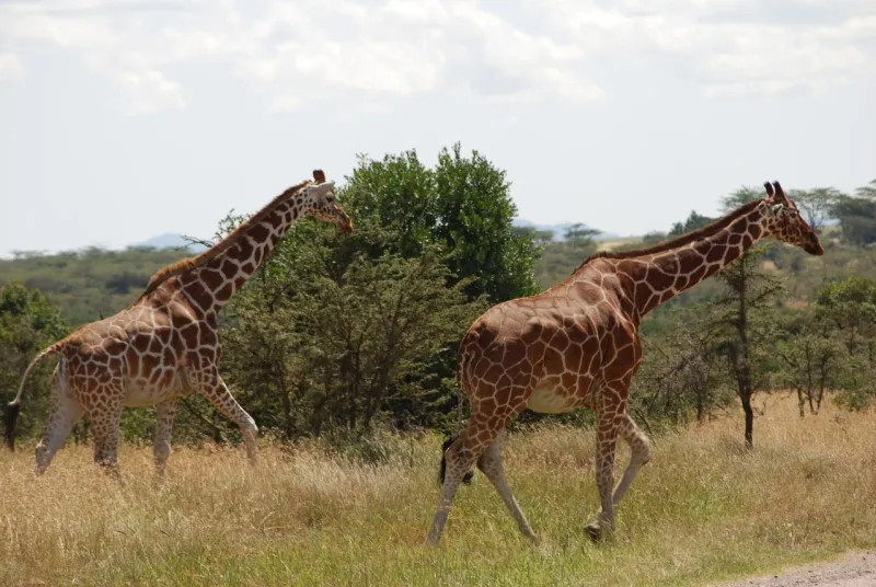 Kenia | Rezerwat Ol Pejeta Kenia | Rezerwat Ol Pejeta