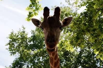 Ogród zoologiczny w Lizbonie – Jardim Zoológio de Lisboa