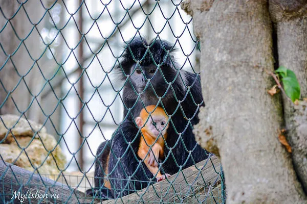 Portugalia | W lizbońskim zoo mieszka około 350 gatunków zwierząt Portugalia | W lizbońskim zoo mieszka około 350 gatunków zwierząt