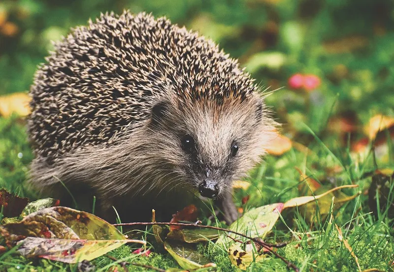 Mały jeż Mały jeż
