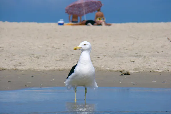 Brazylia | Guarda do Embaú - jedna z najpiękniejszych plaż w Brazylii Brazylia | Guarda do Embaú - jedna z najpiękniejszych plaż w Brazylii