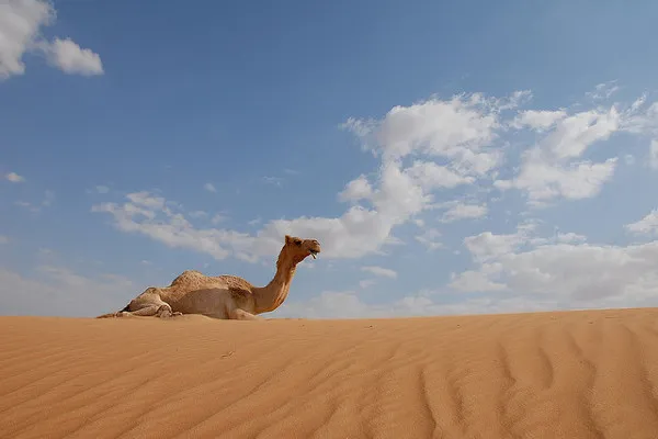 Dubaj | Wakacje w Dubaju to strzał w 10!