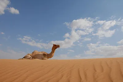 Dubaj Top 10