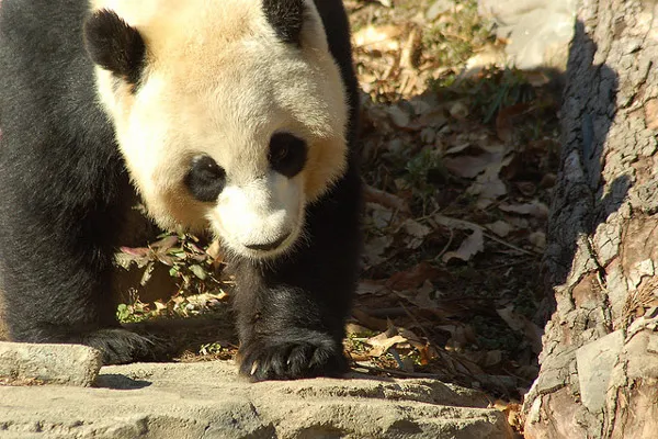 Chiny | Panda Wielka Chiny | Panda Wielka