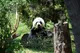 Panda wielka – symbol Chin