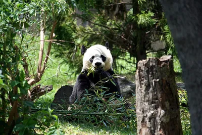 Panda wielka – symbol Chin