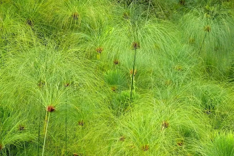 papirus1