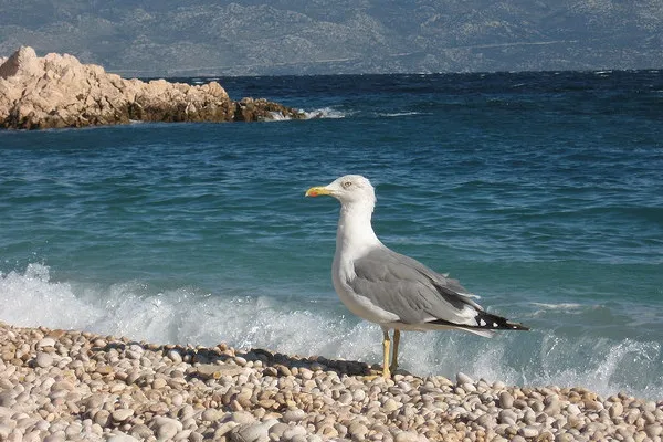 Chorwacja | Wyspa Krk posiada wiele malowniczych miejsc, urokliwych zatoczek i pięknych plaż