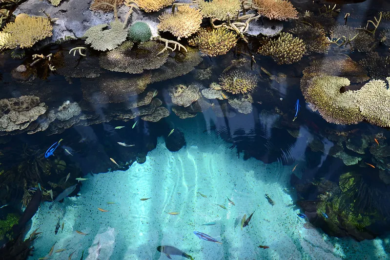 Portugalia | W oceanarium żyje około 25 tysięcy zwierząt