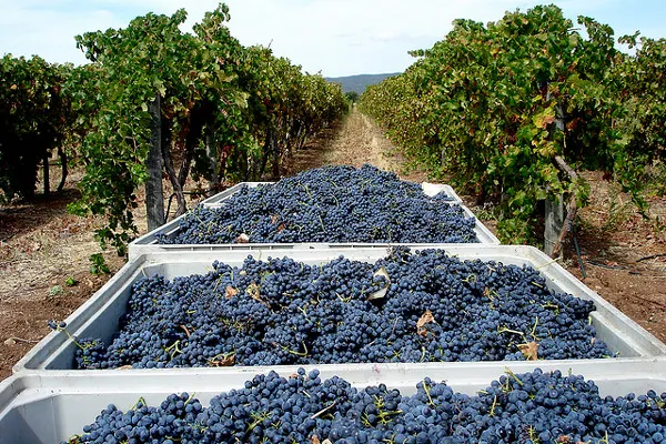 Portugalia | Portugalska winnica
