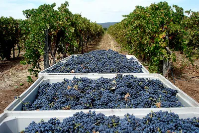 Portugalskie wino