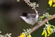 Fauna Tunezji