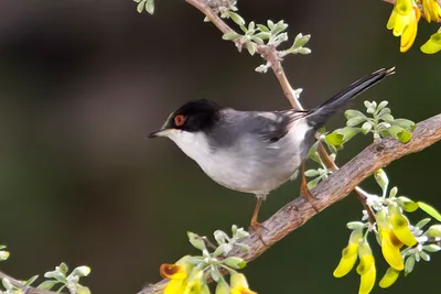 Fauna Tunezji