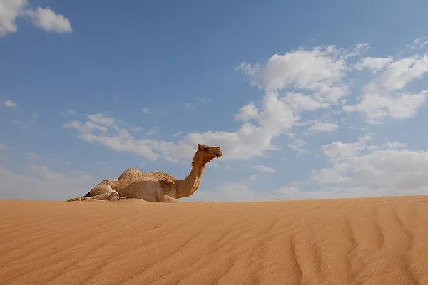 Dubaj | Piasek pustyni jest biały, czysty i gładki Dubaj | Piasek pustyni jest biały, czysty i gładki