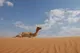 Położenie i warunki naturalne Dubaju