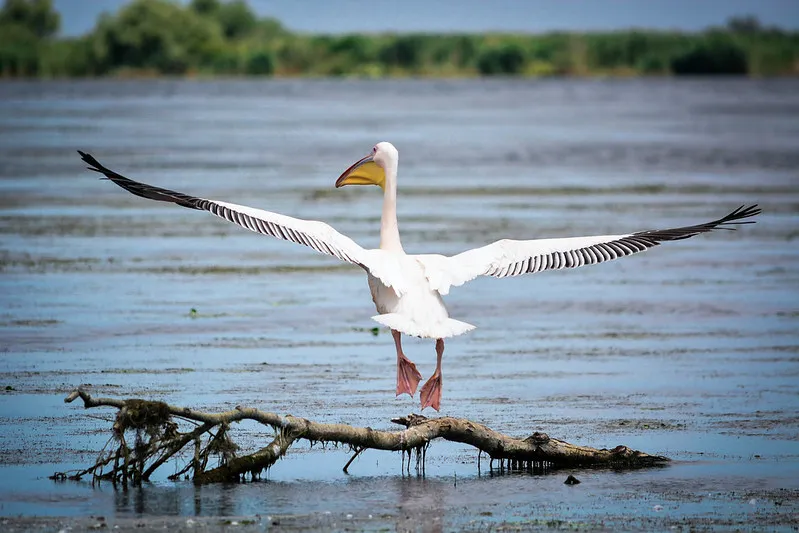Rumunia | Delta Dunaju Rumunia | Delta Dunaju